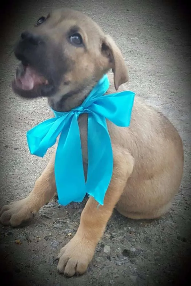 Cachorro ra a SRD idade 2 a 6 meses nome ATHOS