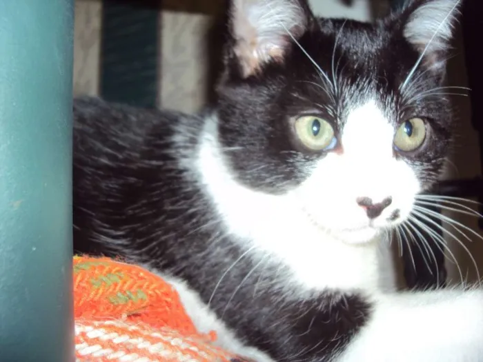 Gato ra a SRD idade 2 a 6 meses nome Pepe