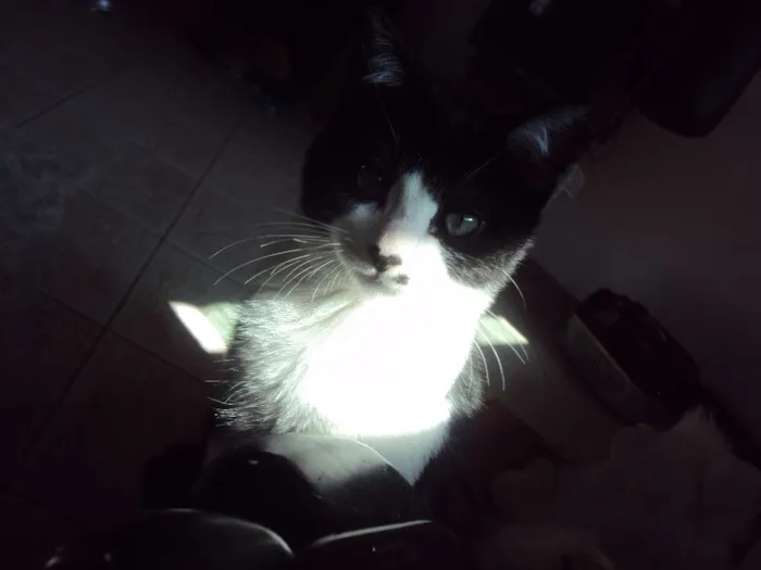 Gato ra a SRD idade 2 a 6 meses nome Pepe