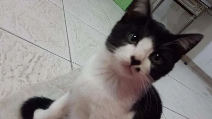 Gato ra a SRD idade 2 a 6 meses nome Pepe