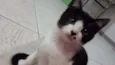 Pepe