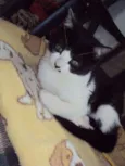 Pepe