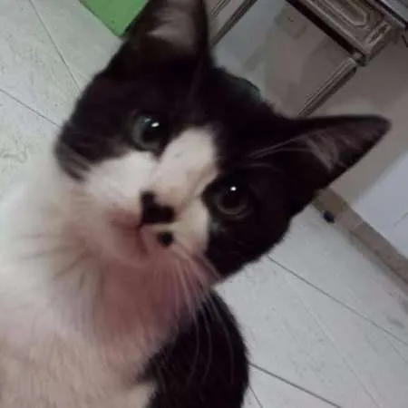 Gato ra a SRD idade 2 a 6 meses nome Pepe