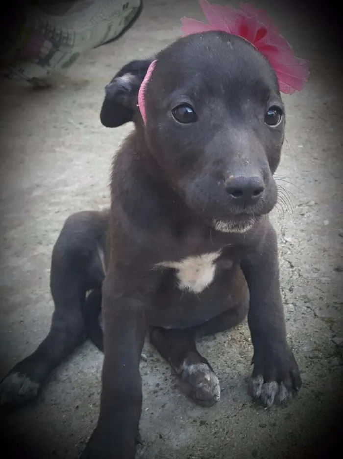 Cachorro ra a SRD idade 2 a 6 meses nome FLORA