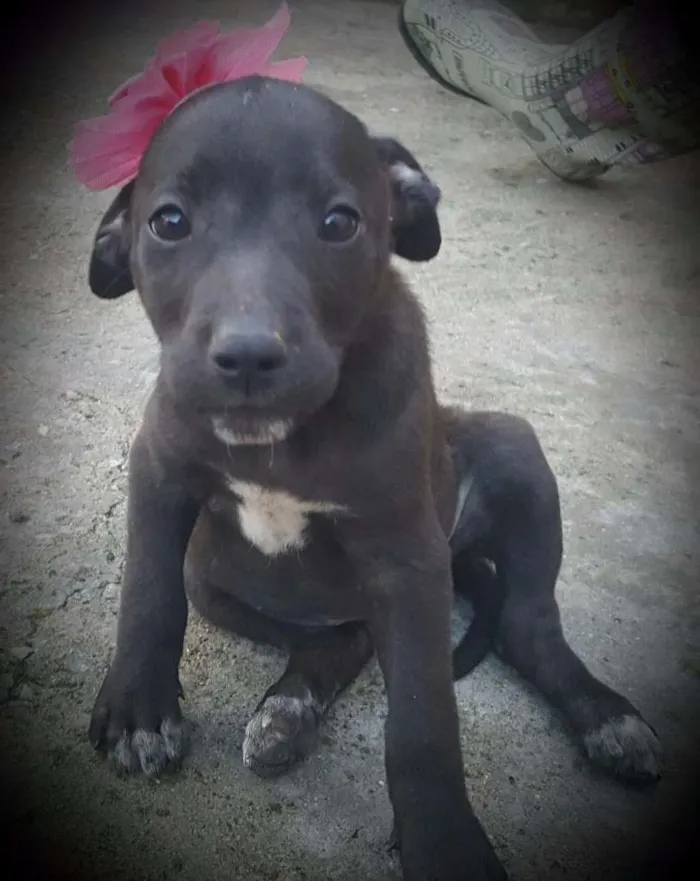 Cachorro ra a SRD idade 2 a 6 meses nome FLORA