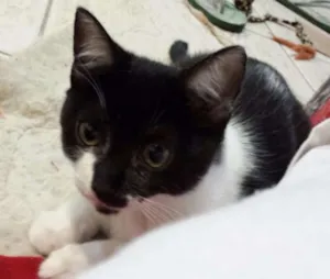Gato raça SRD idade 2 a 6 meses nome Sara