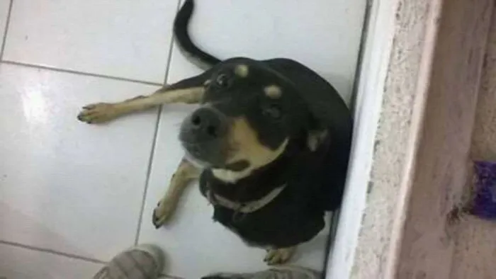 Cachorro ra a Não te raça idade 2 anos nome Não sei o nome