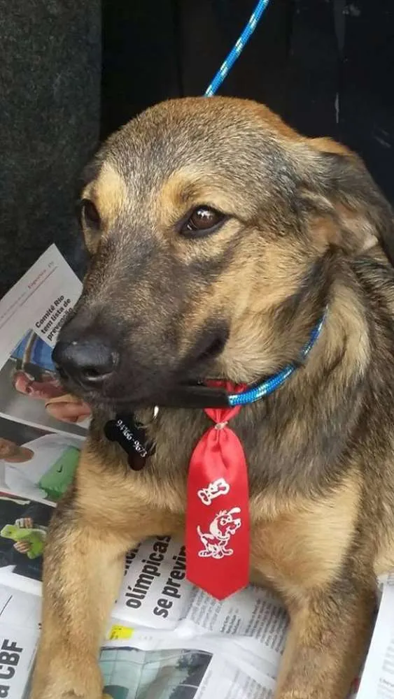 Cachorro ra a SRD idade 7 a 11 meses nome Lion 