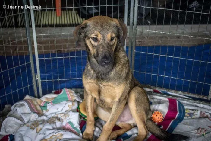 Cachorro ra a SRD idade 7 a 11 meses nome Lion 