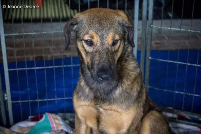 Cachorro ra a SRD idade 7 a 11 meses nome Lion 