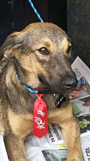 Cachorro raça SRD idade 7 a 11 meses nome Lion 