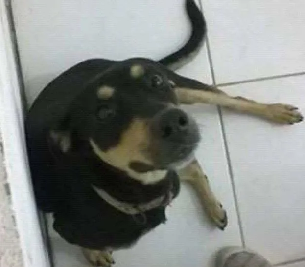 Cachorro ra a Não te raça idade 2 anos nome Não sei o nome