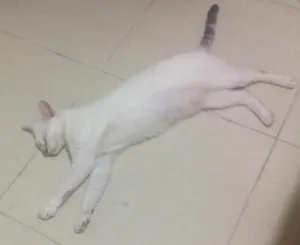 Gato raça Sem raça definida idade 3 anos nome Milly
