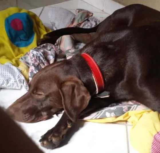 Cachorro ra a Labrador idade 1 ano nome Marlom