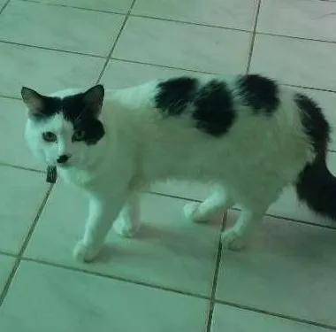 Gato ra a Indefinida idade 1 ano nome Langa