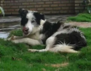 Cachorro raça border collie idade 7 a 11 meses nome Indio GRATIFICA