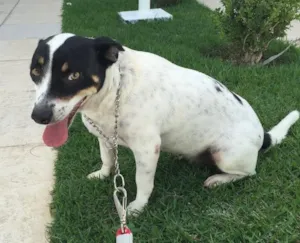Cachorro raça NDR idade 2 a 6 meses nome Poli