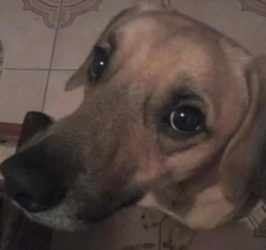 Cachorro raça Sem raça definida idade 4 anos nome Thor
