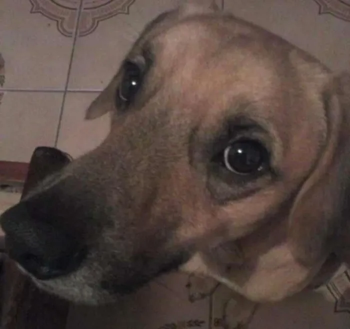Cachorro ra a Sem raça definida idade 4 anos nome Thor