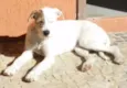 pequena 