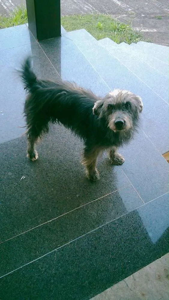 Cachorro ra a indefinido idade 5 anos nome Binho