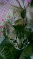 Ninho