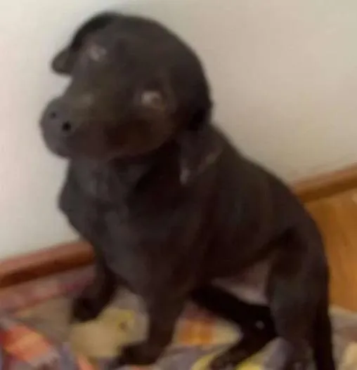 Cachorro ra a Indefinida idade 1 ano nome Mila