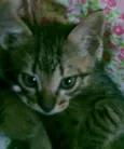 Ninho