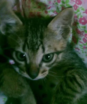 Gato raça indefinido idade 2 a 6 meses nome Ninho