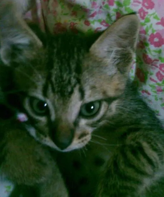 Gato ra a indefinido idade 2 a 6 meses nome Ninho