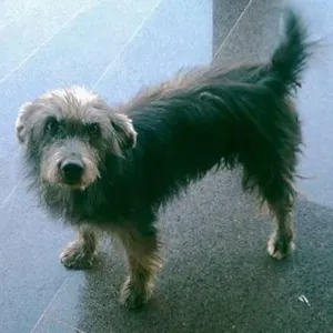 Cachorro raça indefinido idade 5 anos nome Binho