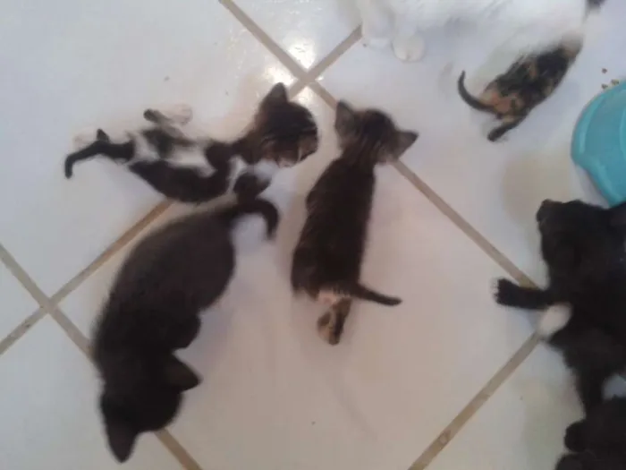 Gato raça  idade Abaixo de 2 meses nome sem nomes