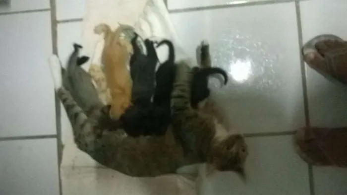 Gato raça  idade Abaixo de 2 meses nome sem nomes