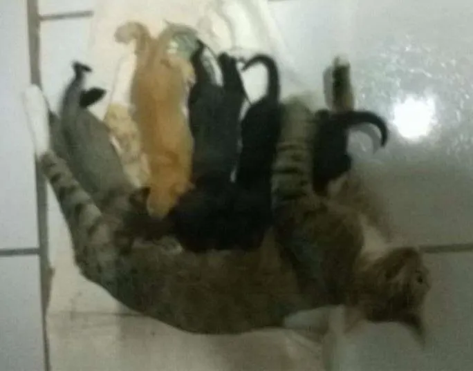 Gato raça  idade Abaixo de 2 meses nome sem nomes