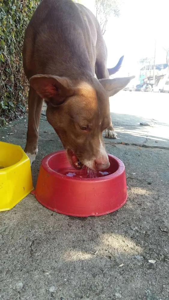 Cachorro ra a vira lata idade 1 ano nome sem nome