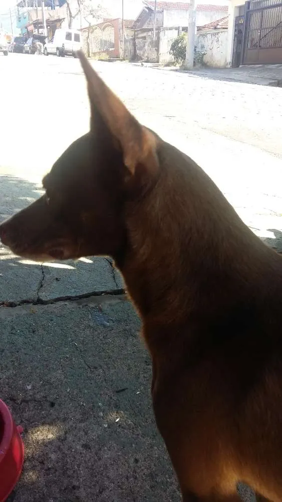 Cachorro ra a vira lata idade 1 ano nome sem nome