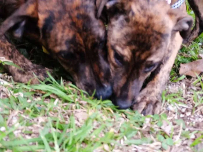 Cachorro ra a SRD idade 2 a 6 meses nome Fêmeas Tgradas