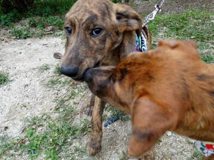 Cachorro ra a SRD idade 2 a 6 meses nome Fêmeas Tgradas
