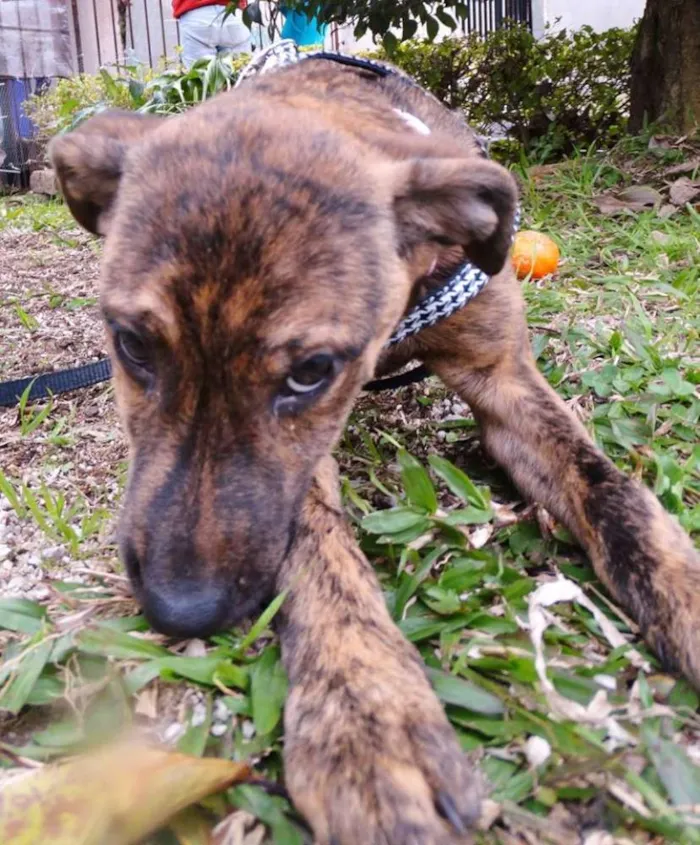 Cachorro ra a SRD idade 2 a 6 meses nome Fêmeas Tgradas