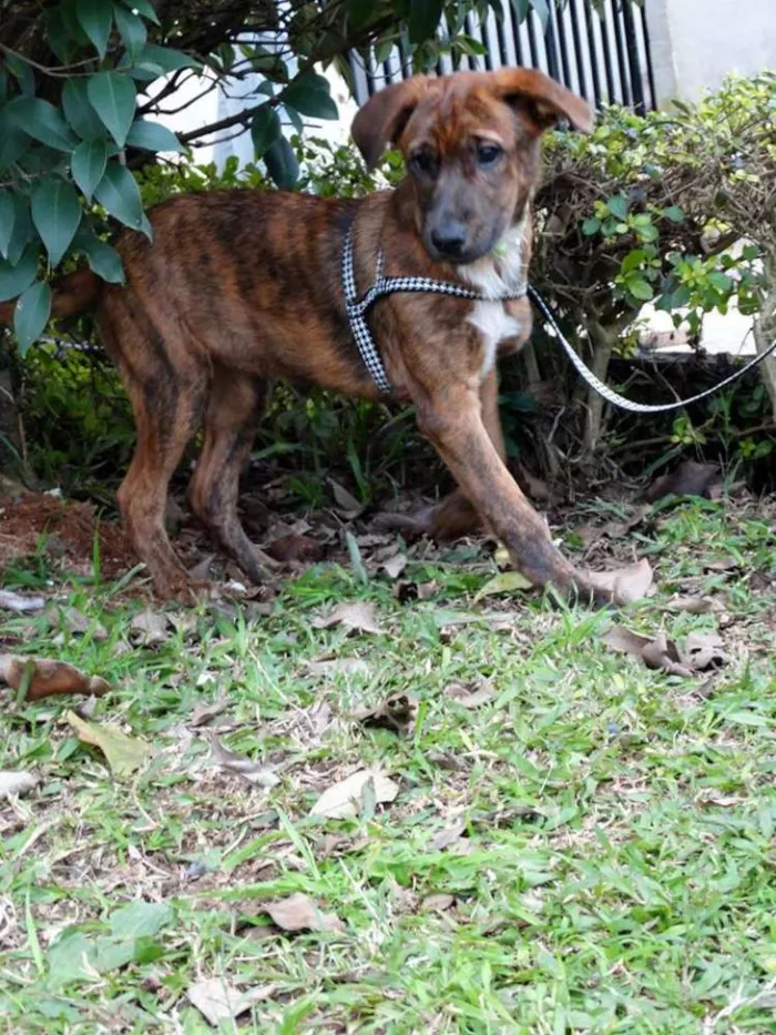 Cachorro ra a SRD idade 2 a 6 meses nome Fêmeas Tgradas