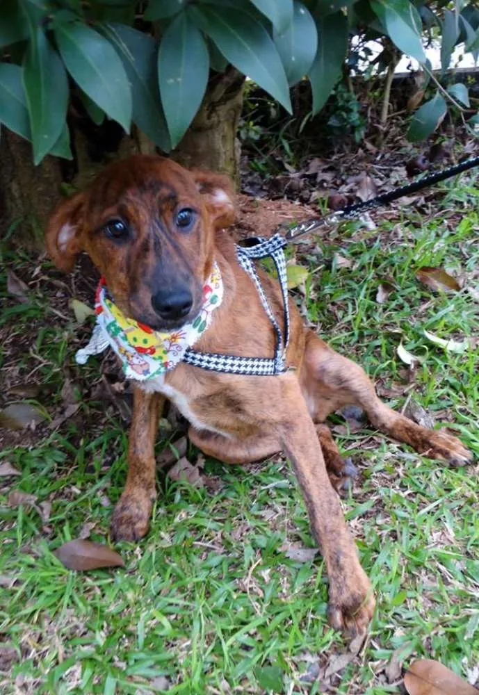 Cachorro ra a SRD idade 2 a 6 meses nome Fêmeas Tgradas
