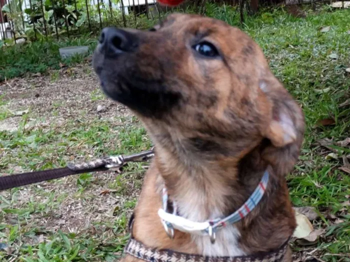 Cachorro ra a SRD idade 2 a 6 meses nome Fêmeas Tgradas