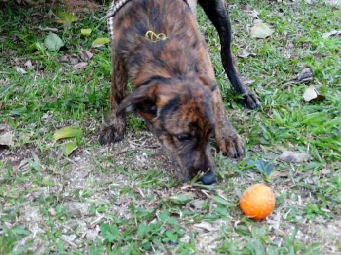 Cachorro ra a SRD idade 2 a 6 meses nome Fêmeas Tgradas