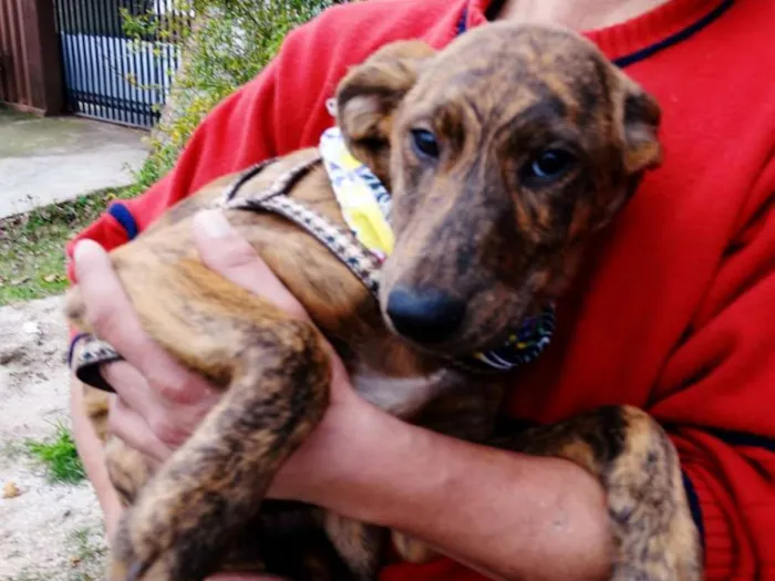 Cachorro ra a SRD idade 2 a 6 meses nome Fêmeas Tgradas