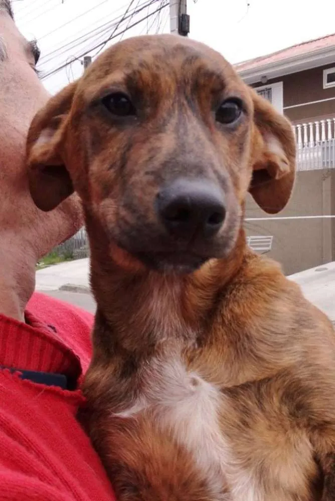 Cachorro ra a SRD idade 2 a 6 meses nome Fêmeas Tgradas