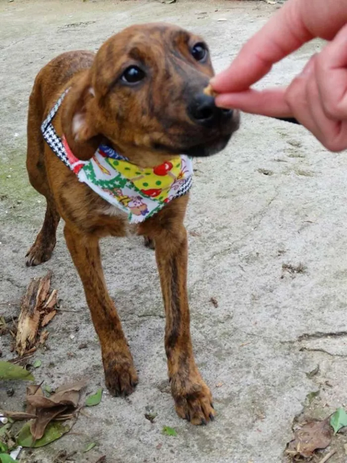 Cachorro ra a SRD idade 2 a 6 meses nome Fêmeas Tgradas