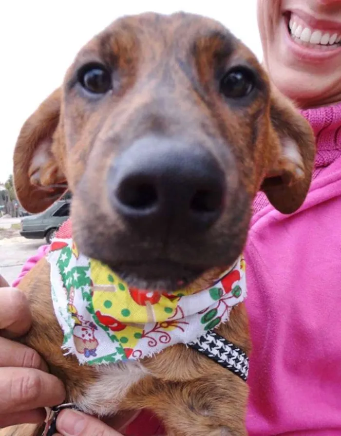 Cachorro ra a SRD idade 2 a 6 meses nome Fêmeas Tgradas