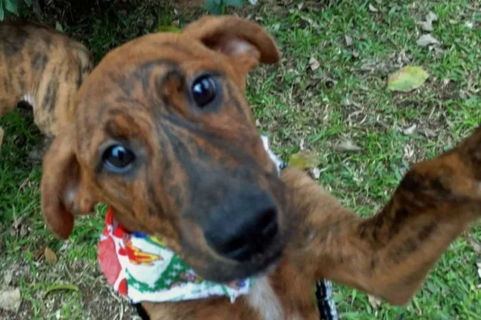 Cachorro ra a SRD idade 2 a 6 meses nome Fêmeas Tgradas