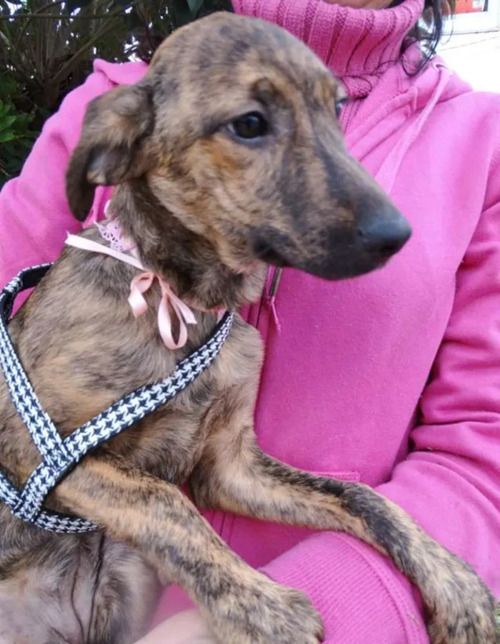 Cachorro ra a SRD idade 2 a 6 meses nome Fêmeas Tgradas