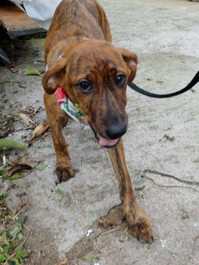 Cachorro ra a SRD idade 2 a 6 meses nome Fêmeas Tgradas